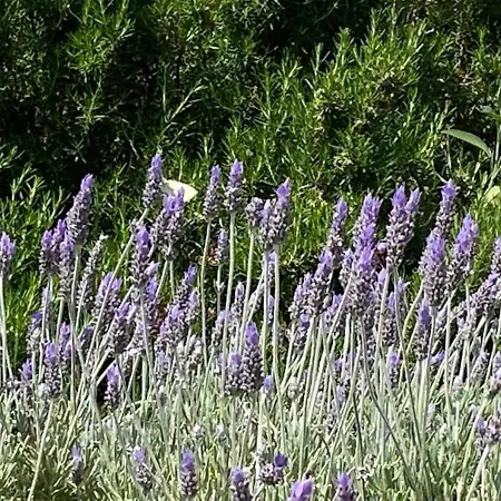 度假居 Trullo Raimondo 马丁纳弗兰卡