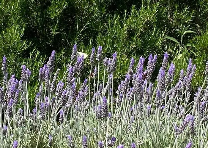 펜션 Trullo Raimondo 마르티나프란카